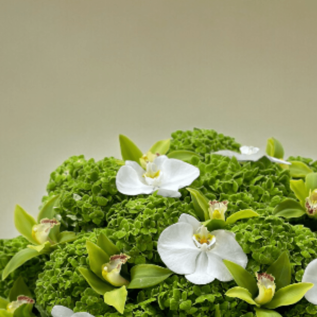 JENEEN FLOWERS FLOWERS SUMMER GREEN HYDERNGEA
